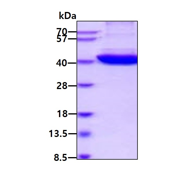 3 μg by SDS-PAGE under reducing condition and visualized by coomassie blue stain.